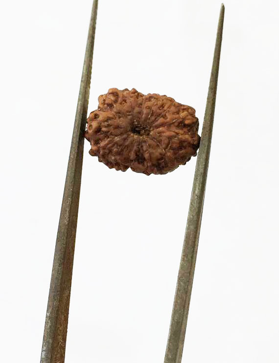 13 Mukhi Certified Indonesian Rudraksha Size- 14.50 mm